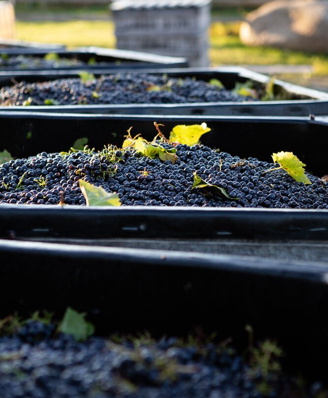 Johnson Estate Winery-Westfield必去景点