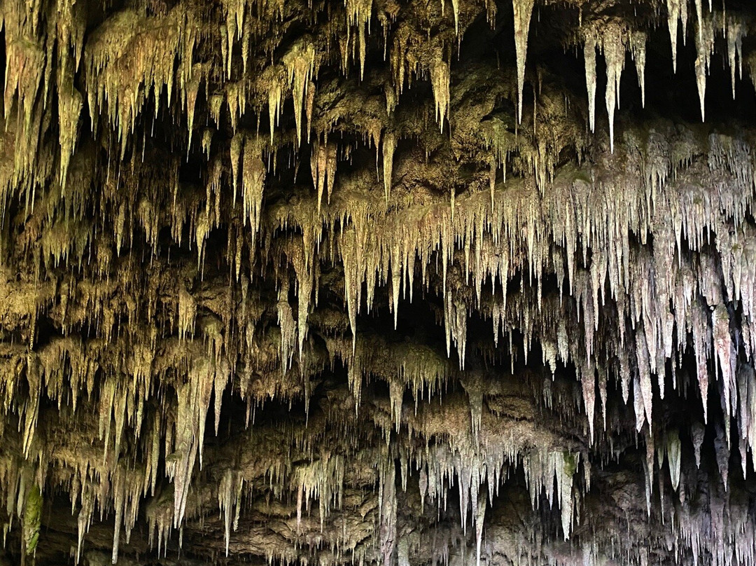 Rawhiti Cave Track景点图片