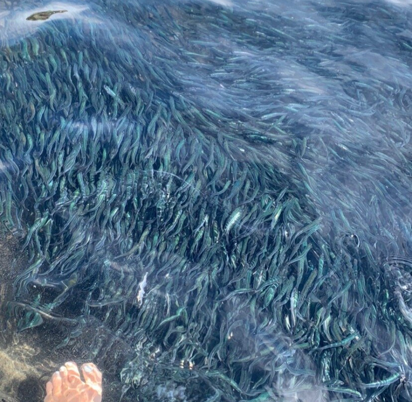 Playa Punta de Lobos-皮钦勒姆必去景点