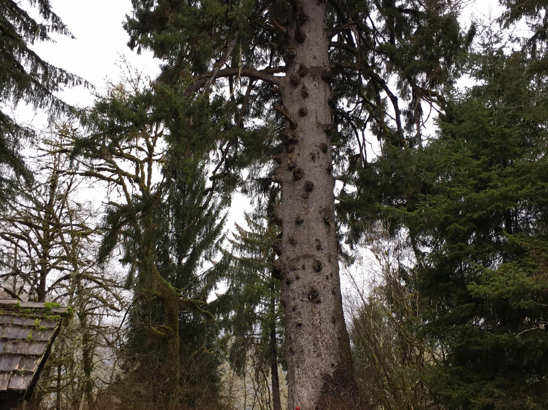 Quinault Big Spruce Tree景点图片