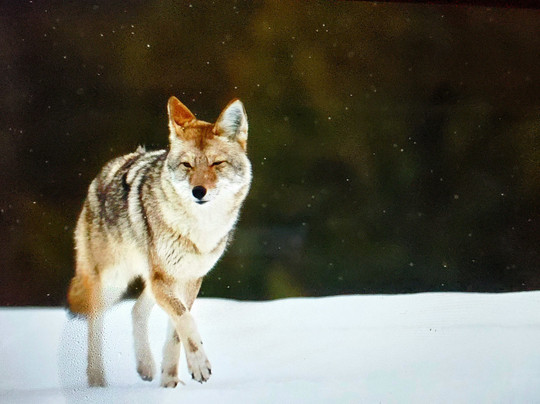 KAR Safaris-西黄石镇必去景点