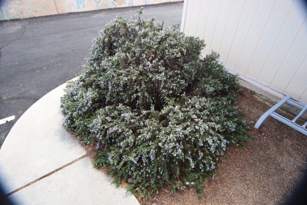 Oracle Public Library-Oracle必去景点