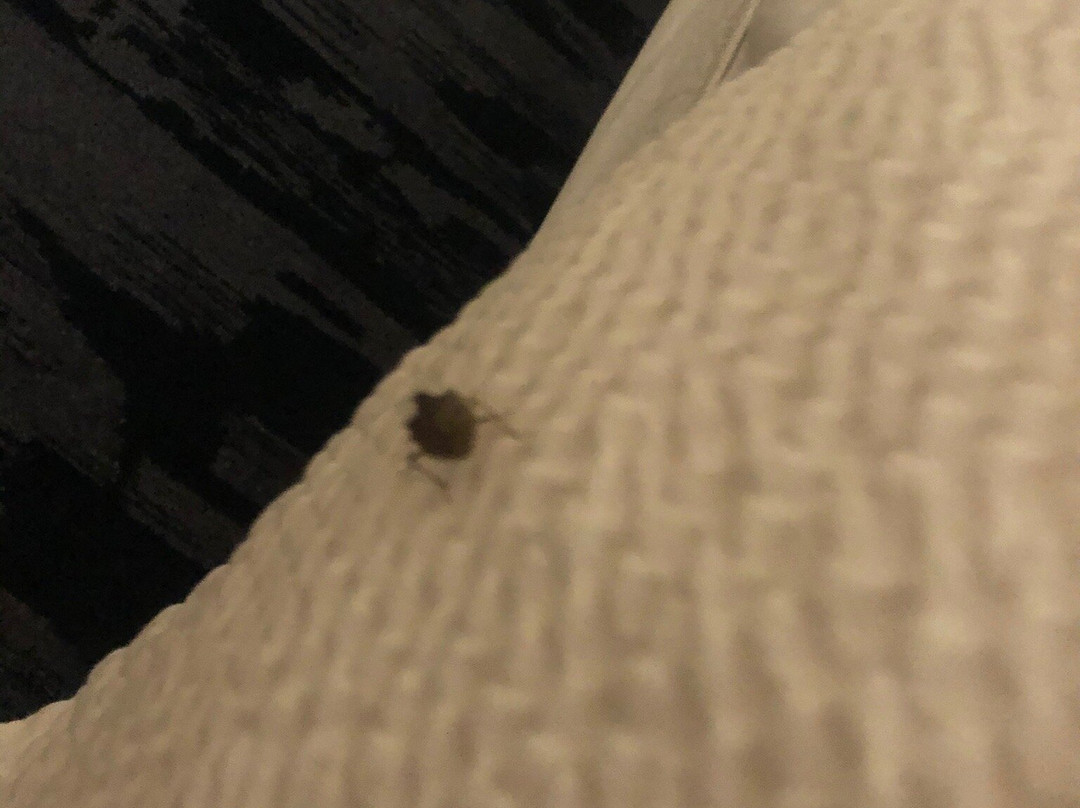 Fairfield by Marriott Inn & Suites Asheville Outlets主图