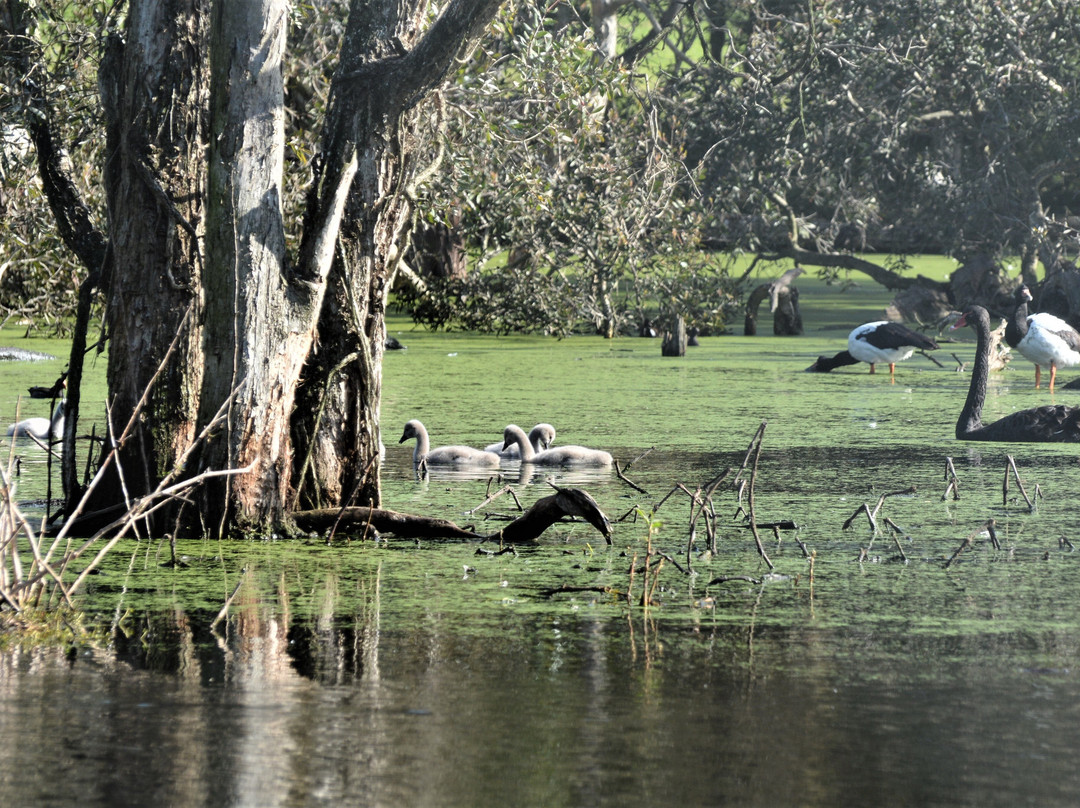 Hunter Wetlands Centre景点图片