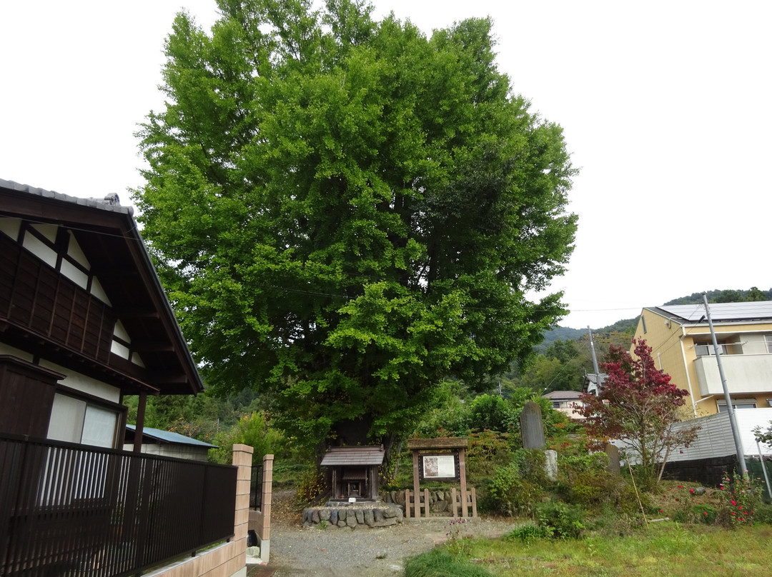 Kunikami no Daiicho景点图片
