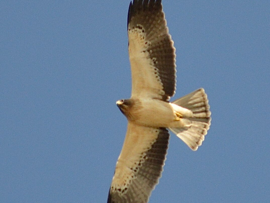 Valencia Birding Birdwatching Tours-巴伦西亚必去景点