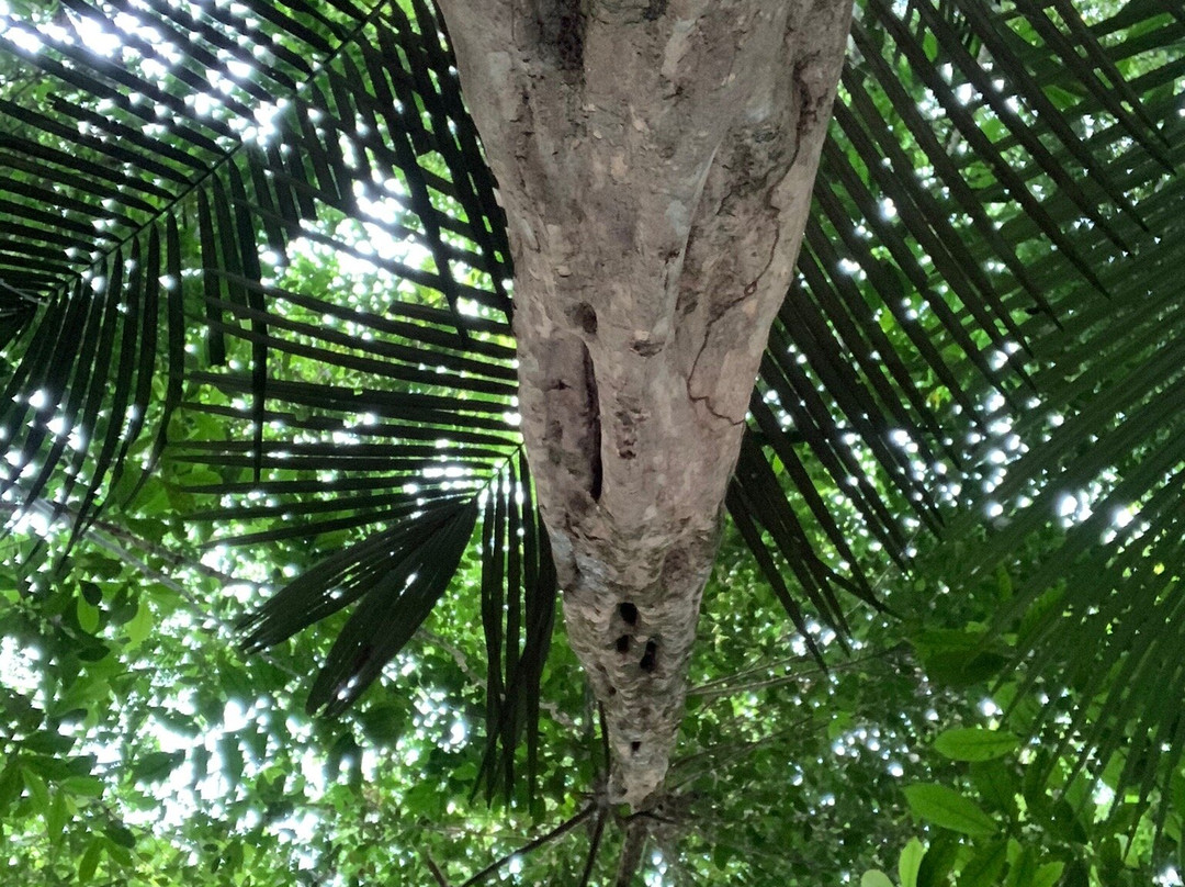 Turismo na Amazônia - Gruta da Judeia-Presidente Figueiredo必去景点