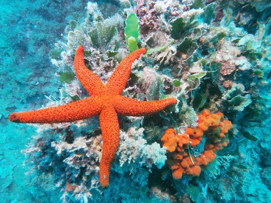 Buceo Valencia-La Pobla de Farnals必去景点