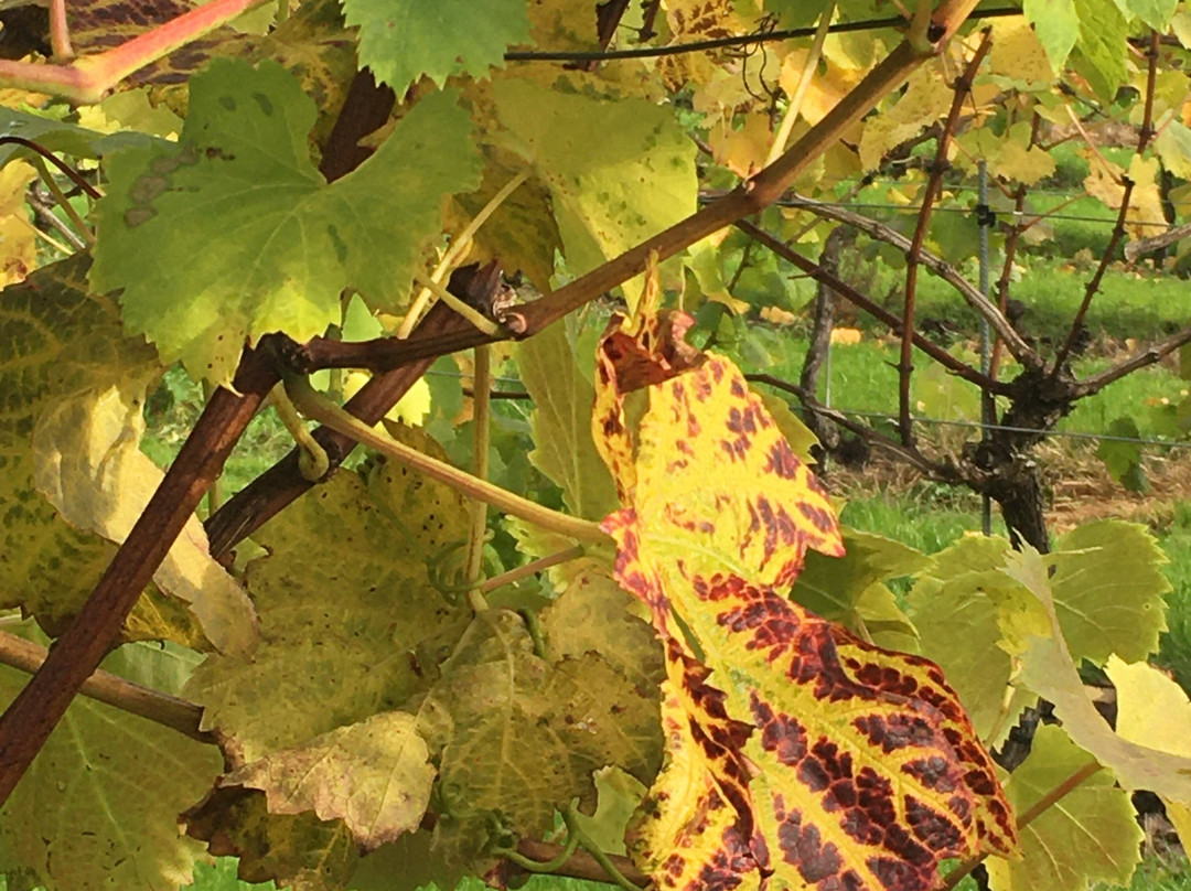 Aldwick Estate-Redhill必去景点