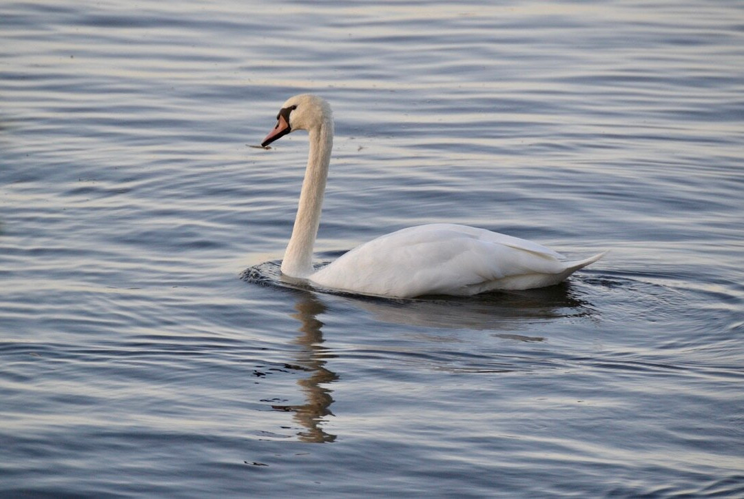 Collingwood Arboretum-科林伍德必去景点