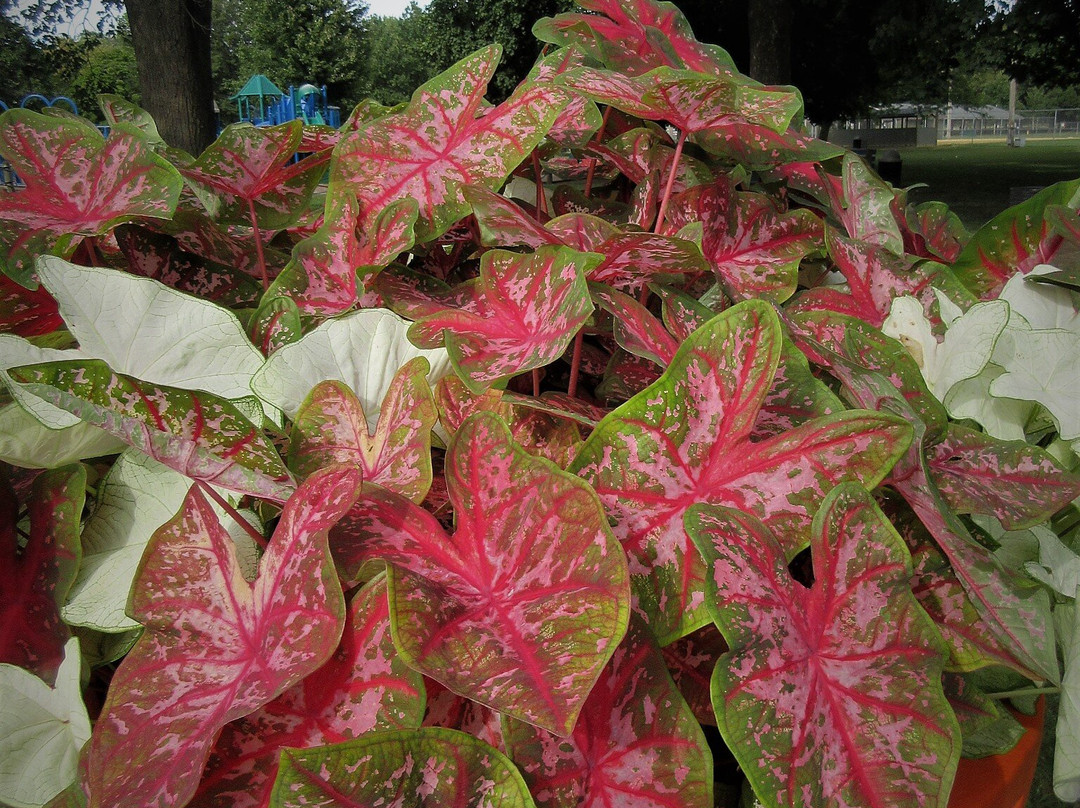 Pekin Park District-Pekin必去景点