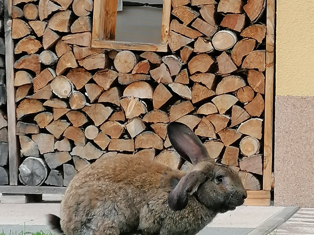 Restaurant Gästehaus Wiesenheim主图