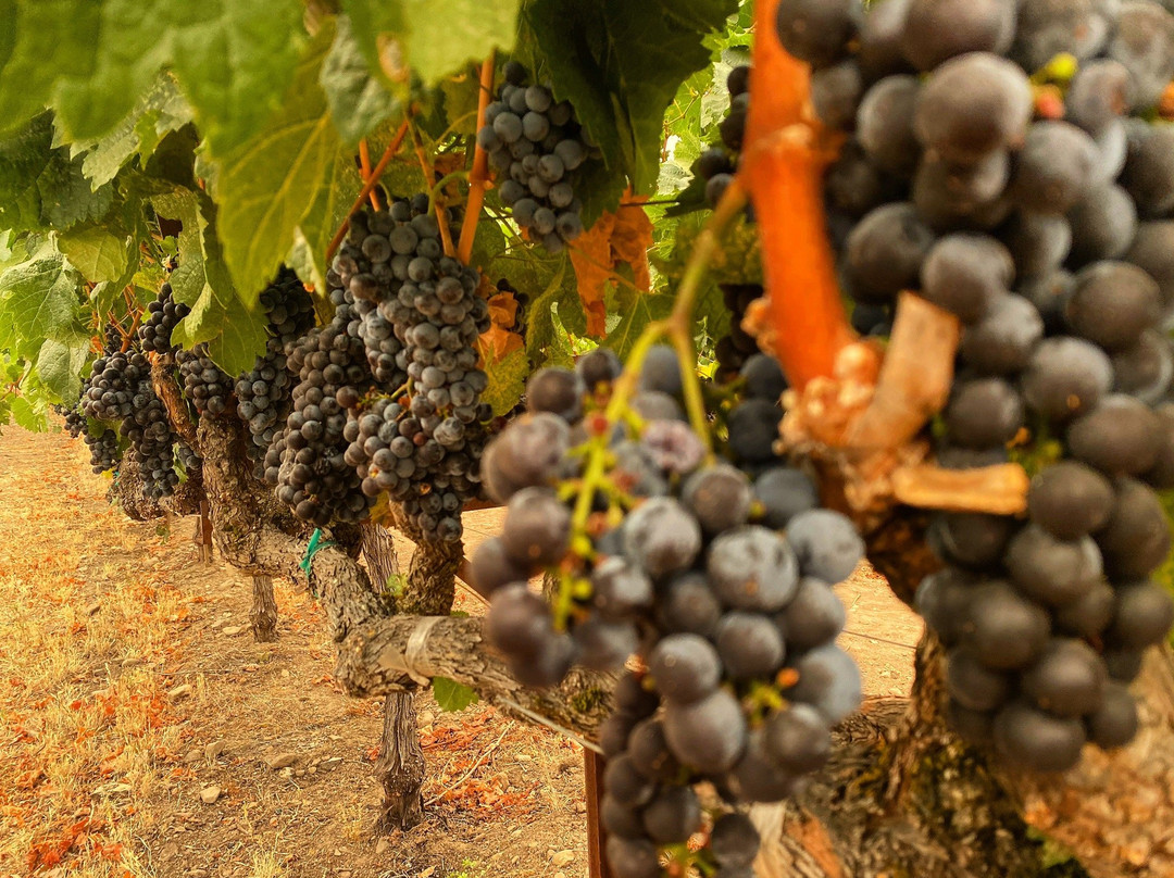 Madrigal Family Winery-卡利斯托加必去景点