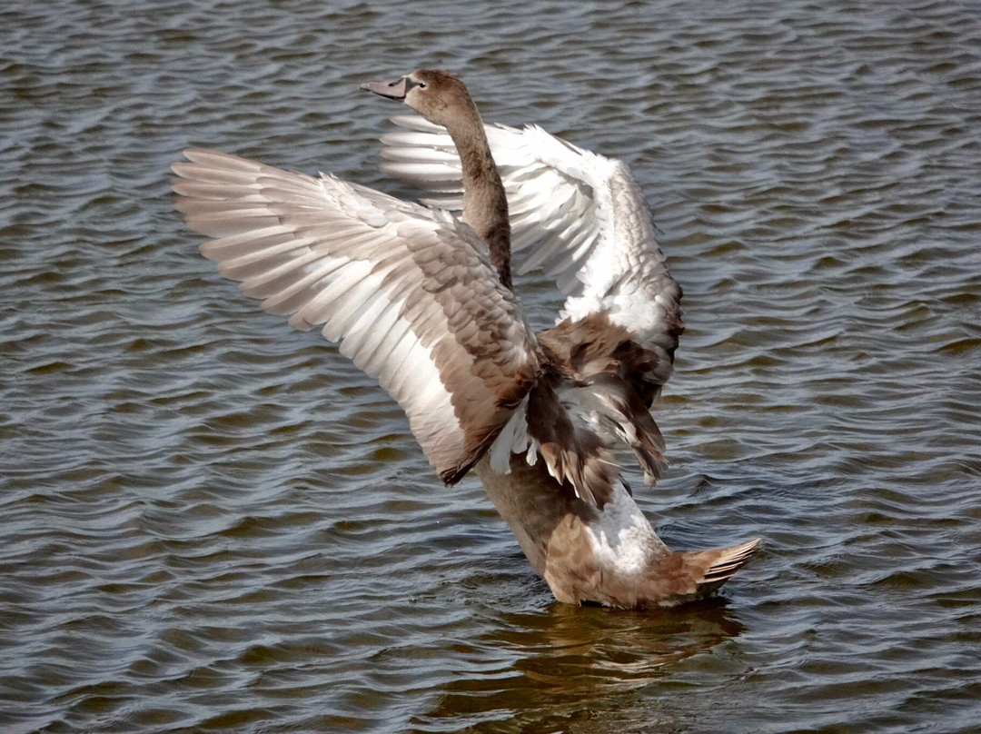 RSPB Freiston Shore-Freiston必去景点