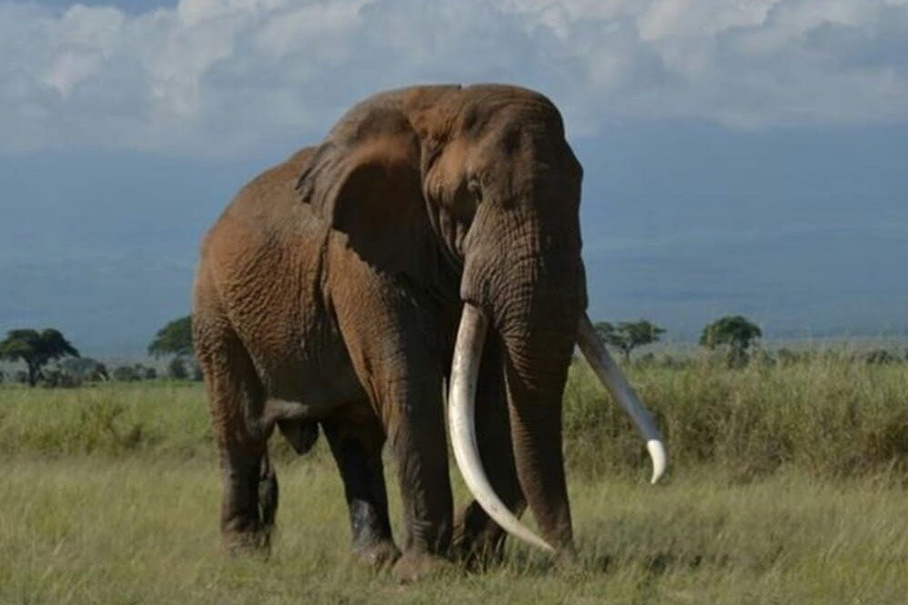 Kedi Trail-Voi必去景点