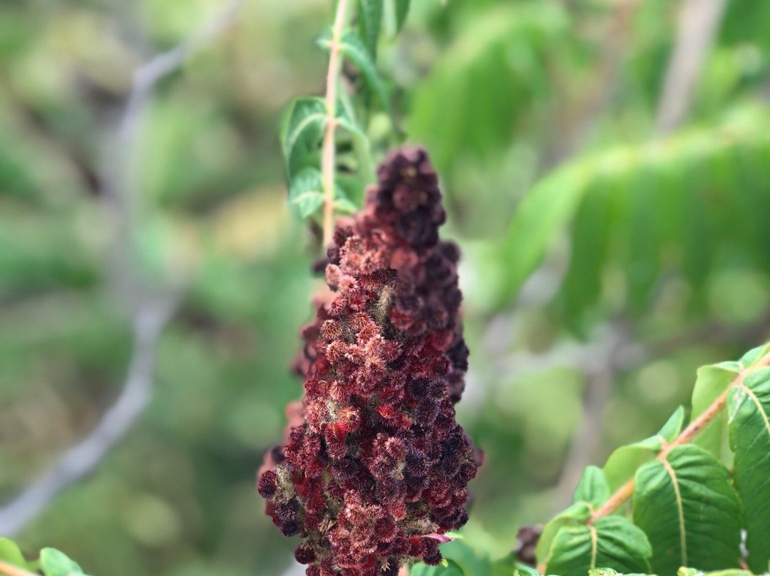 Fifty Point Conservation Area-Stoney Creek必去景点