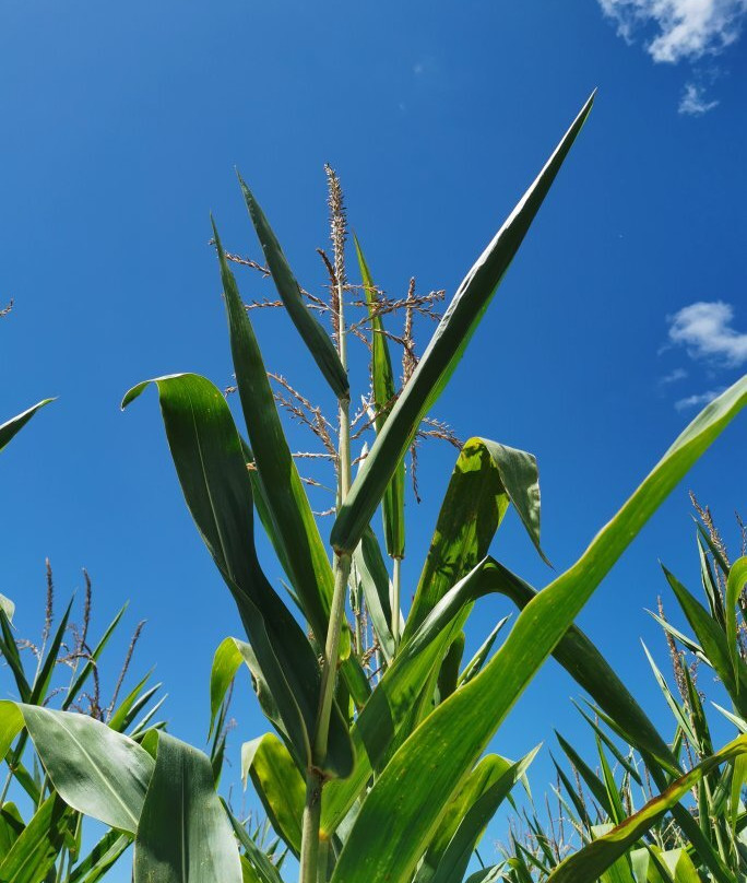 Popcorn Labyrinthe-Saubion必去景点