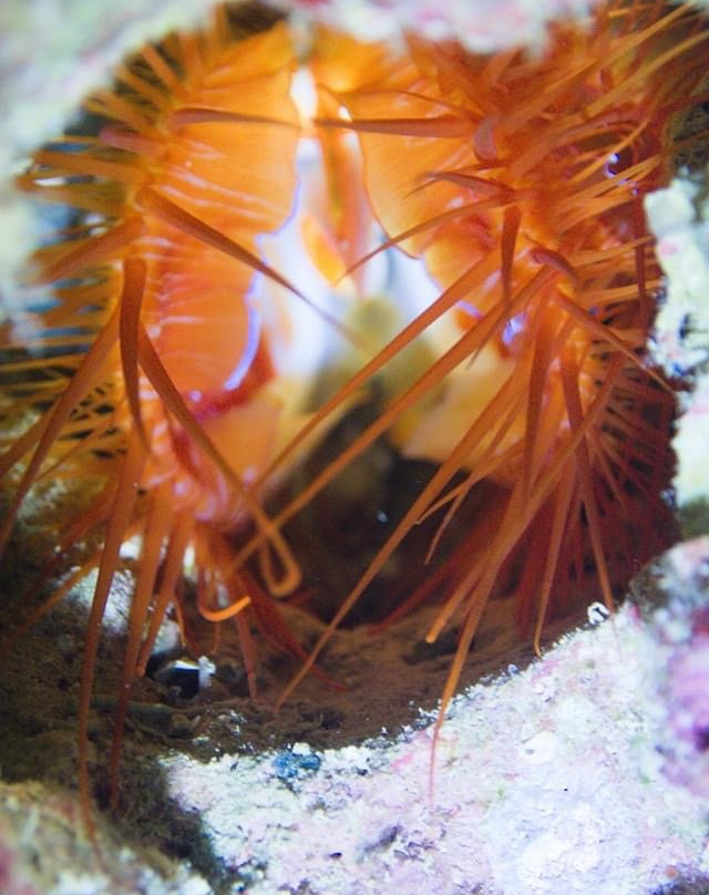 Tieti Diving-Poindimie必去景点