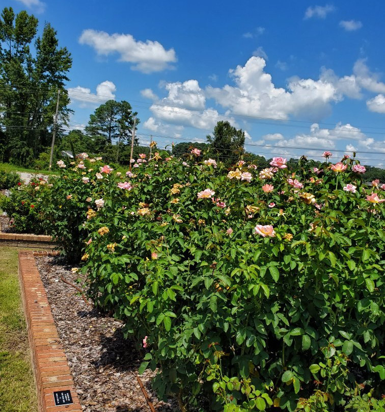Wilson Rose Garden景点图片