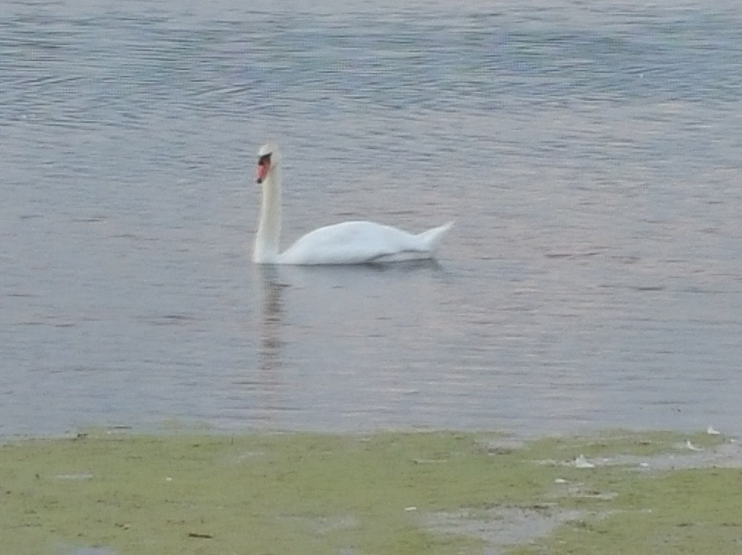 South Cape May Meadows景点图片
