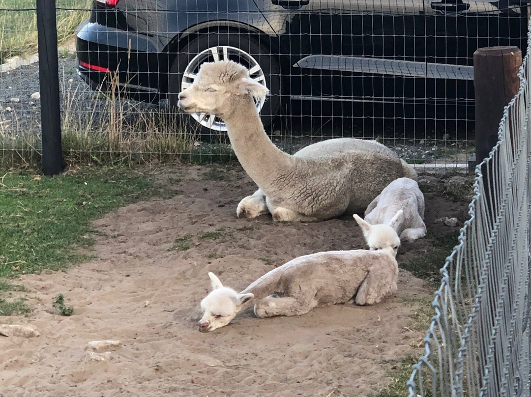 Alpacafarm Vorstenbosch-Vorstenbosch必去景点