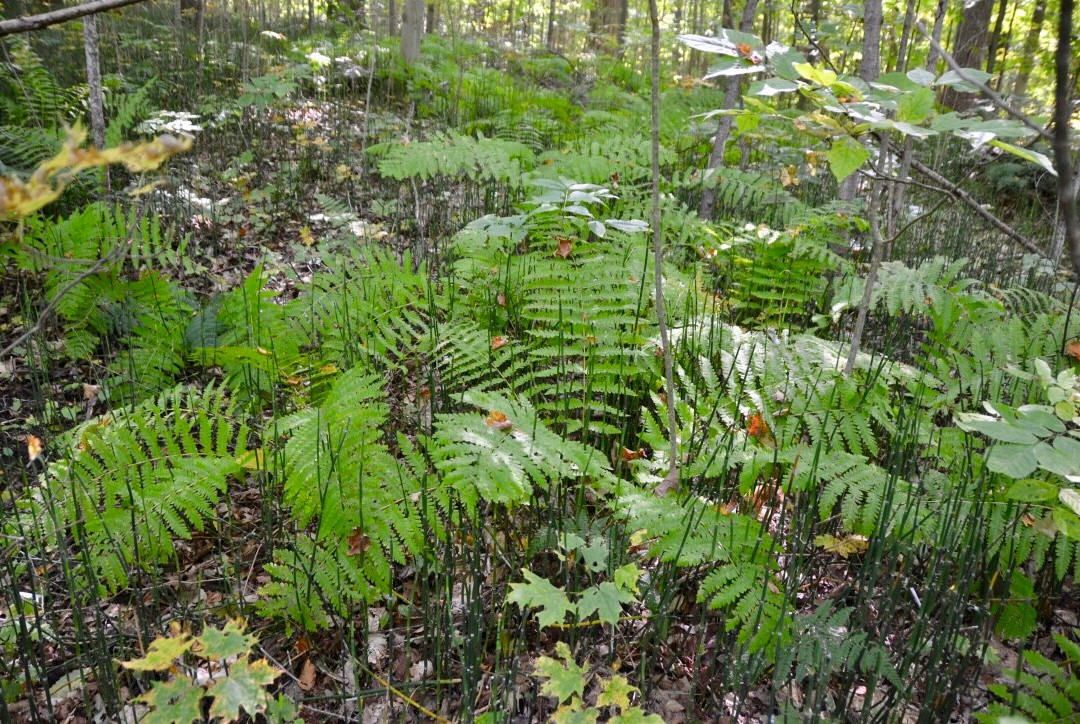 Peter's Wood Provincial Nature Reserve Trail景点图片
