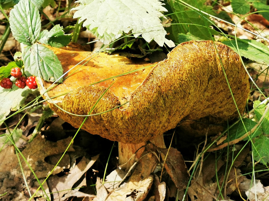 Landschap de Liereman-旧腾浩特必去景点