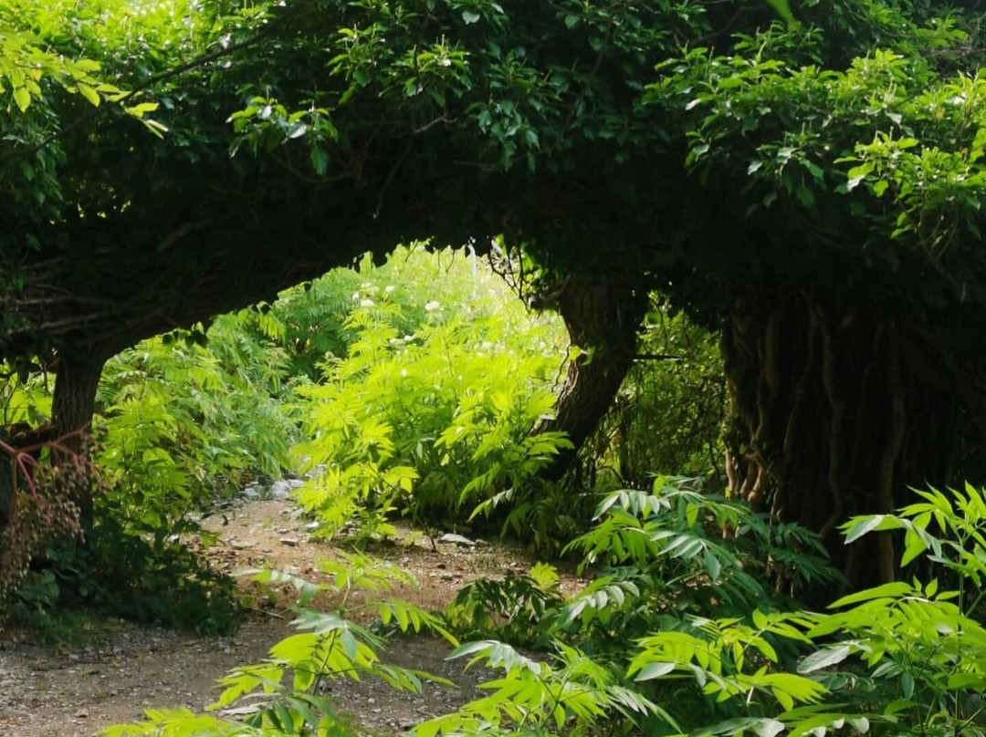 Il Giardino delle Farfalle景点图片