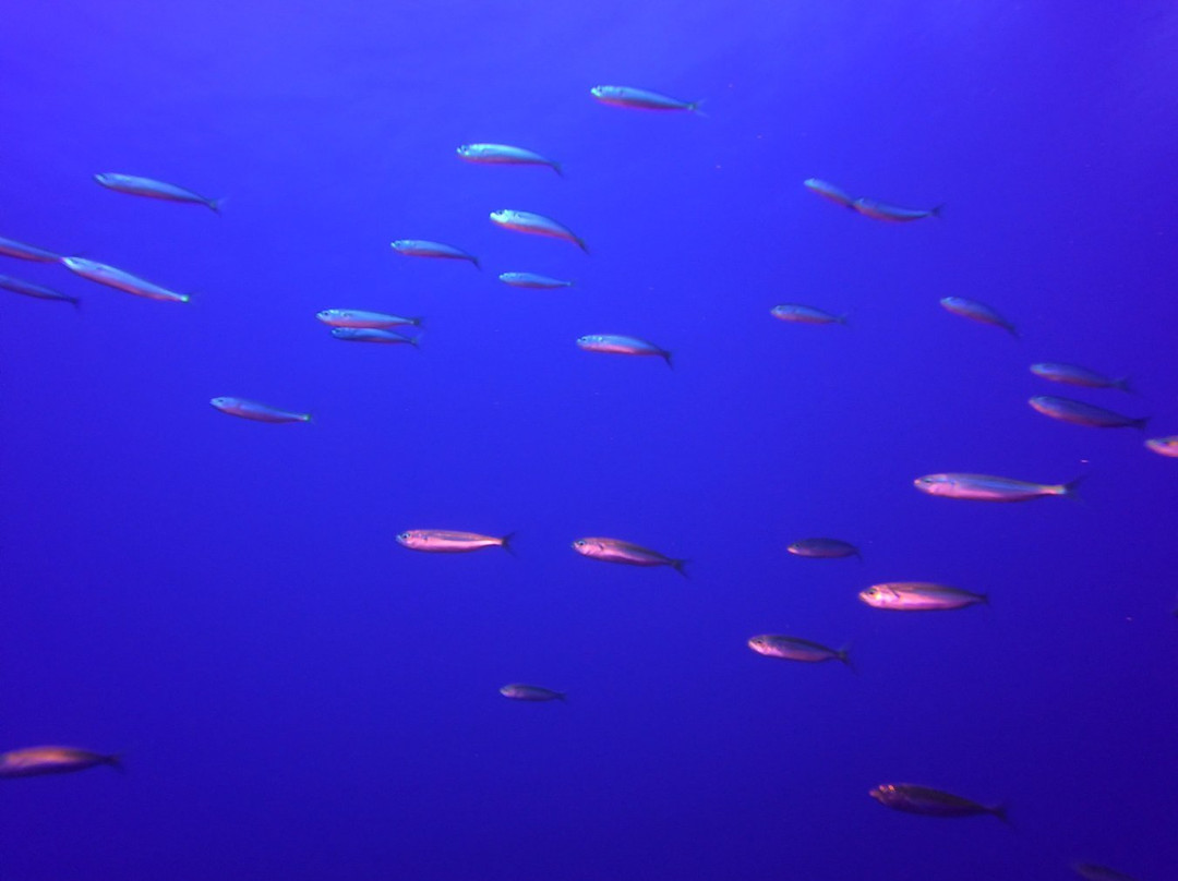 Ustica Diving景点图片