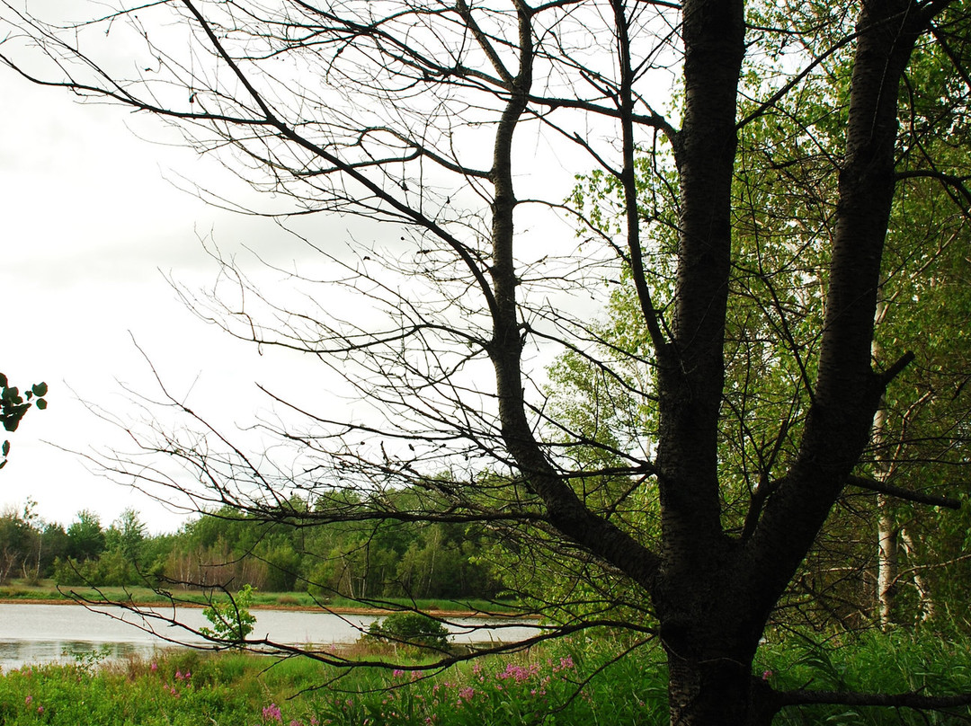 Wallace Bay National Wildlife Area景点图片