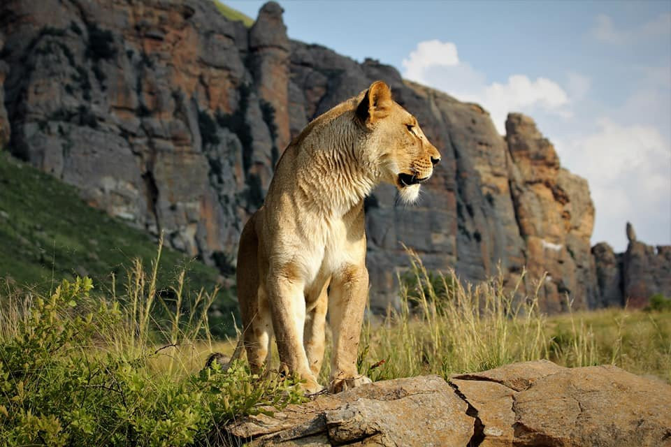 Love Lions Alive-Swinburne必去景点