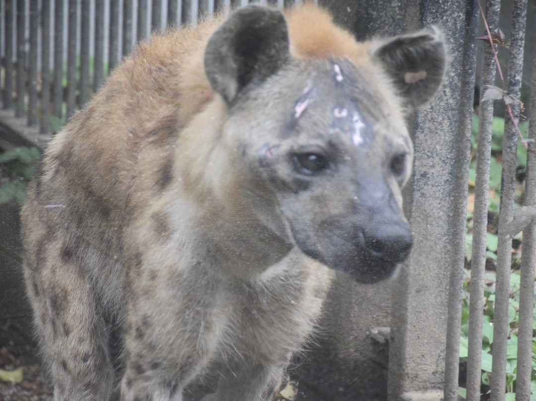 Omiya Park Zoo-埼玉市必去景点