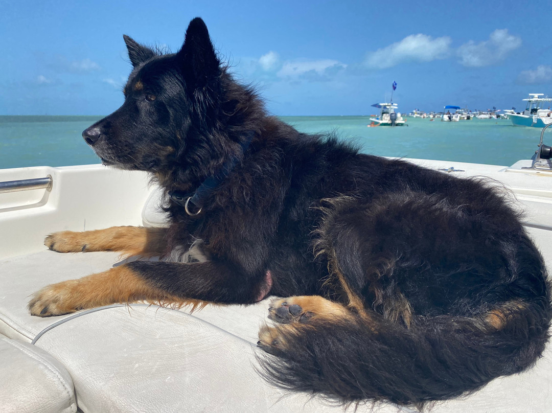 Blu Dog Charters-伊斯拉摩拉达必去景点