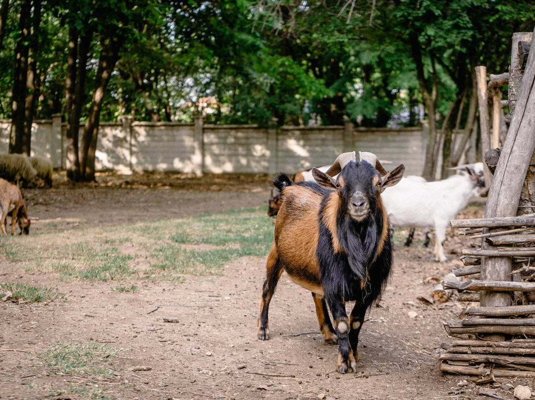 Zoo Centre Dobrich-Dobrich必去景点