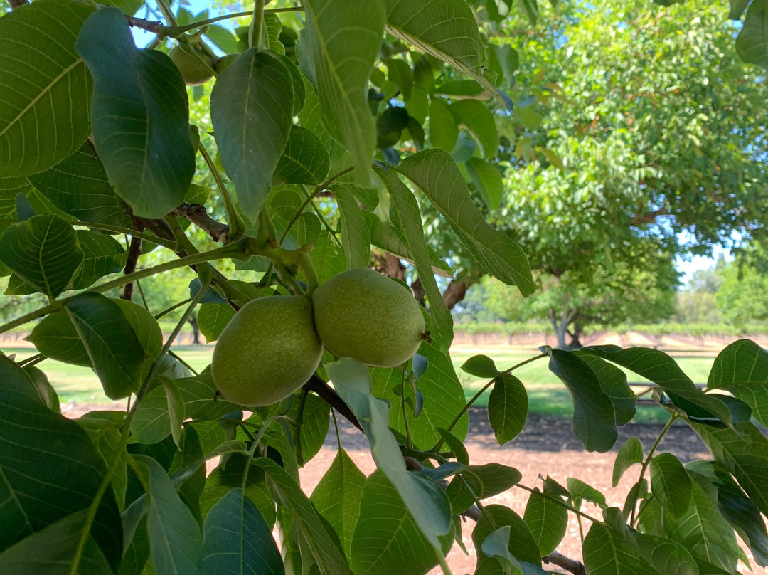 Kendall-Jackson Wine Estate & Gardens-Fulton必去景点