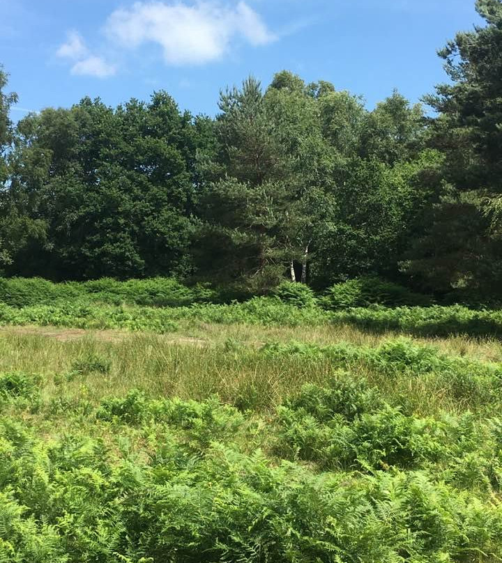 Ashdown Forest景点图片