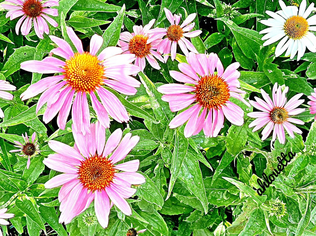 Rosberg House B&B主图