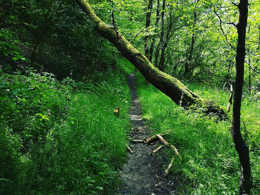 Deep Hayes Country Park景点图片