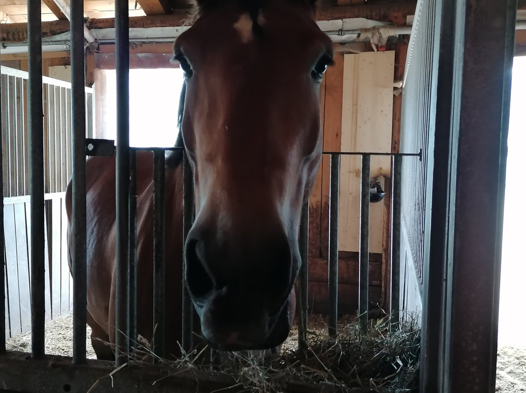 Landgut Edelweiss-卡普润必去景点