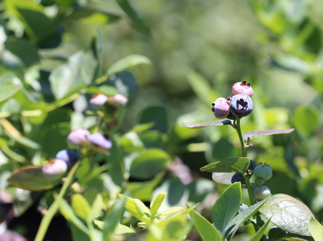 Temecula Berry Company-特曼库拉必去景点