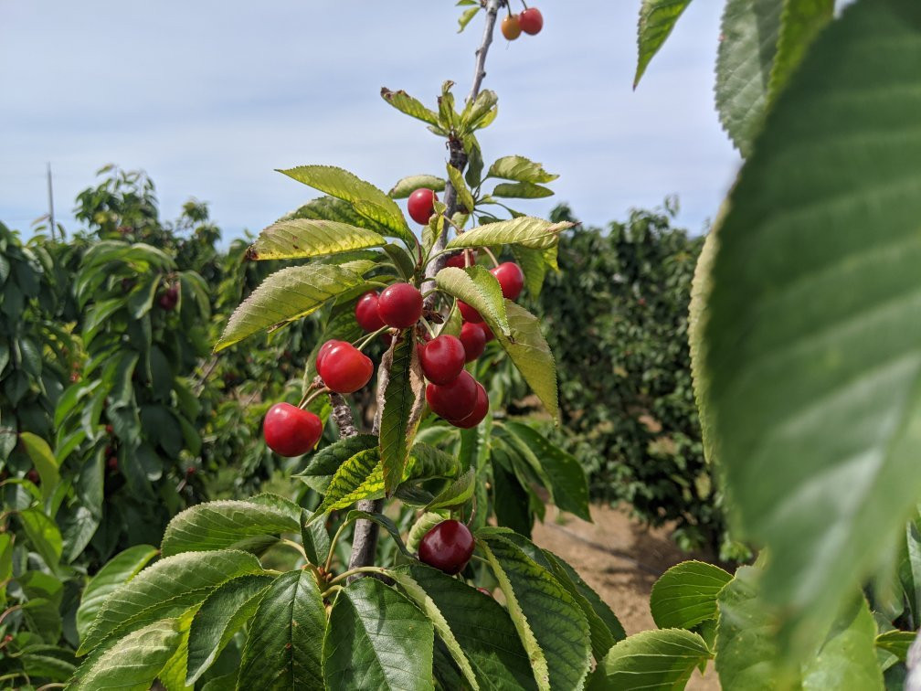 Mike's U-pick Cherries-Brentwood必去景点