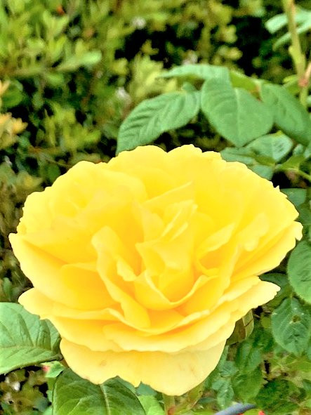 Godo Rose Park-神户町必去景点