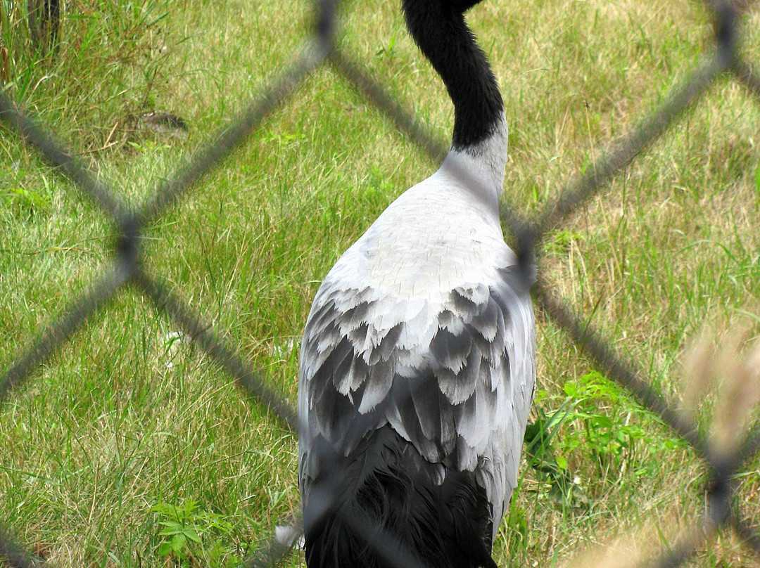 International Crane Foundation-巴拉布必去景点