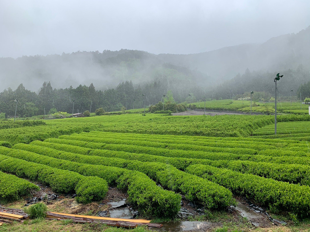 Gifu o Machu Picchu Tengu no Chabatake-揖斐川町必去景点