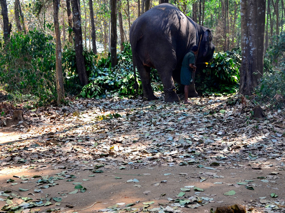 Kodanand Elephant Training Centre-Kodanad必去景点