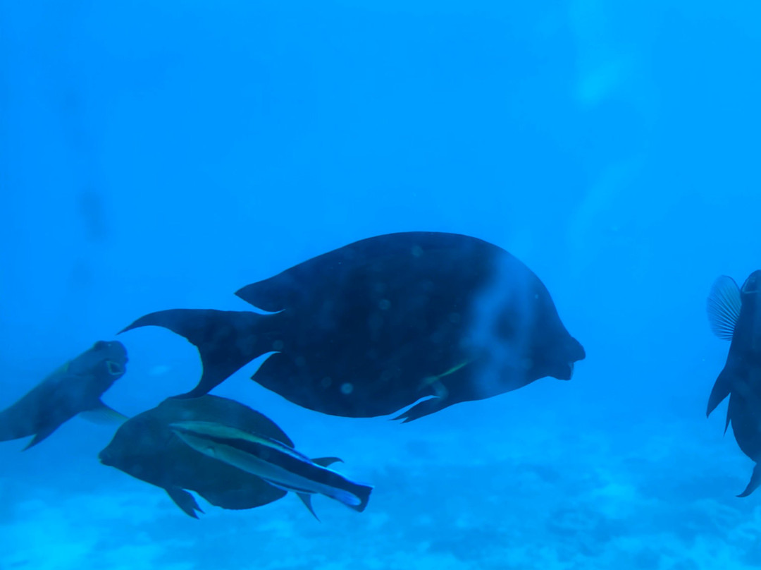 Fish Eye Underwater Observatory-Piti必去景点