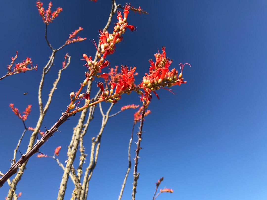 Lost Dog Wash Trail-斯科茨代尔必去景点