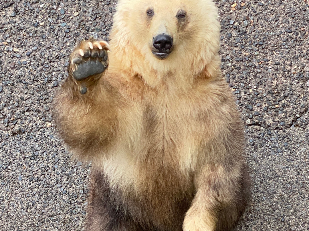Showa Shinzan Kumabokujo-壮瞥町必去景点