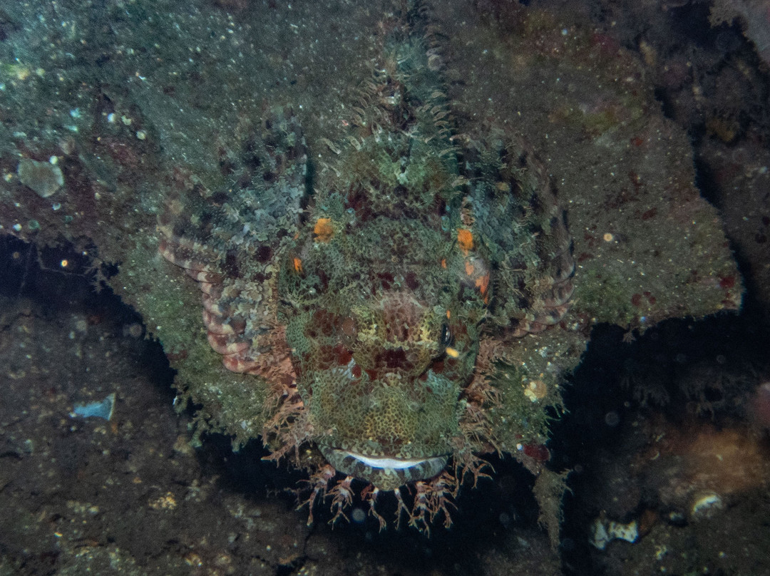 Diving Centers Werner Lau Siddhartha-库布必去景点
