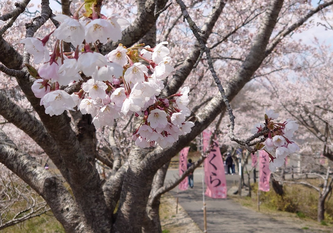 Takiyama Park-东松岛市必去景点
